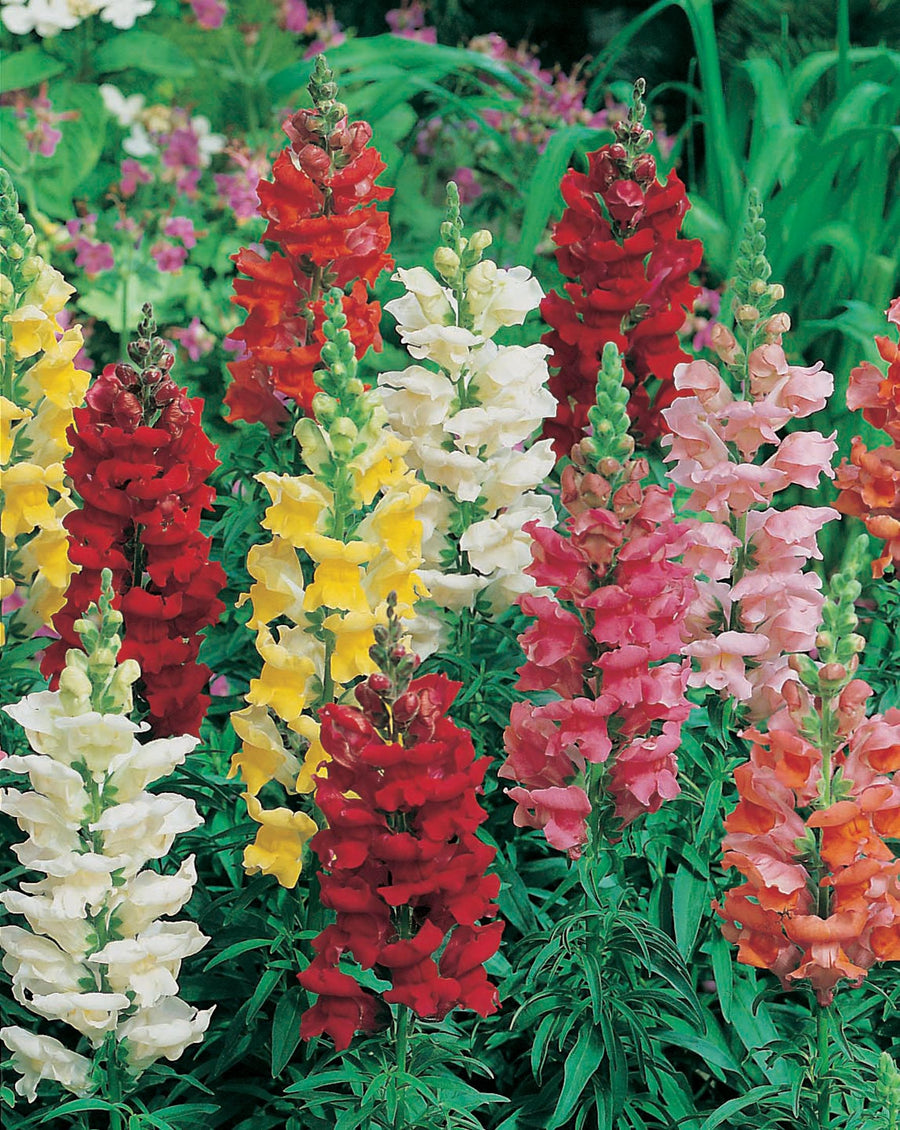 Antirrhinum Rust Resistant Mixed Seeds