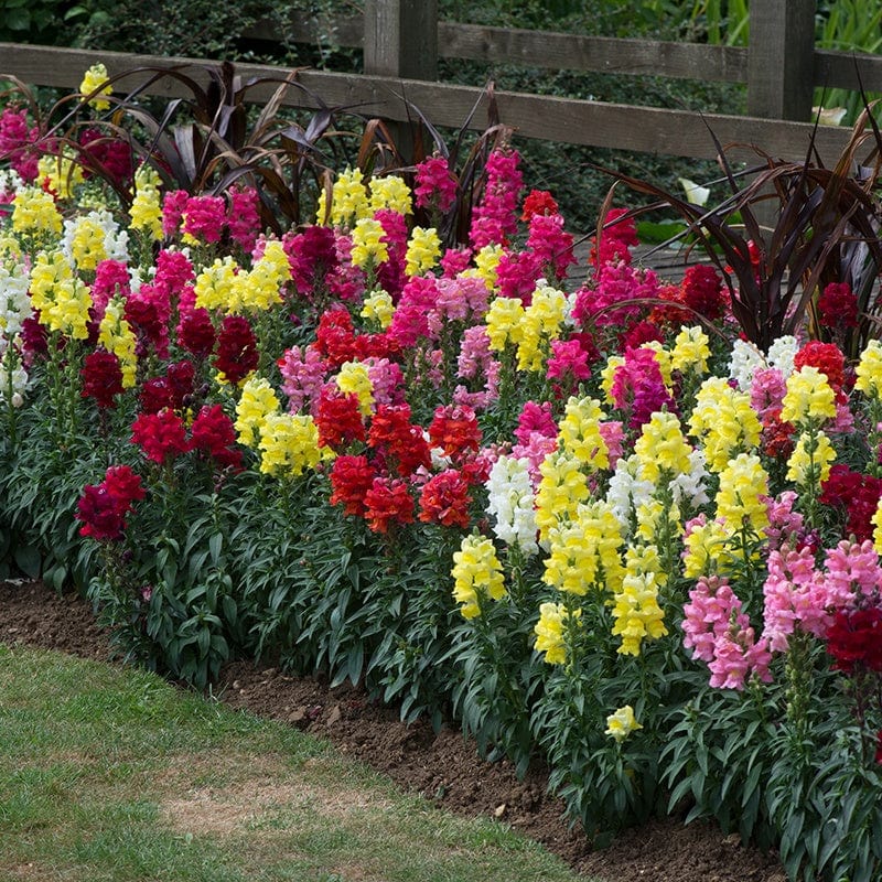 Antirrhinum Sonnet Mixed F1