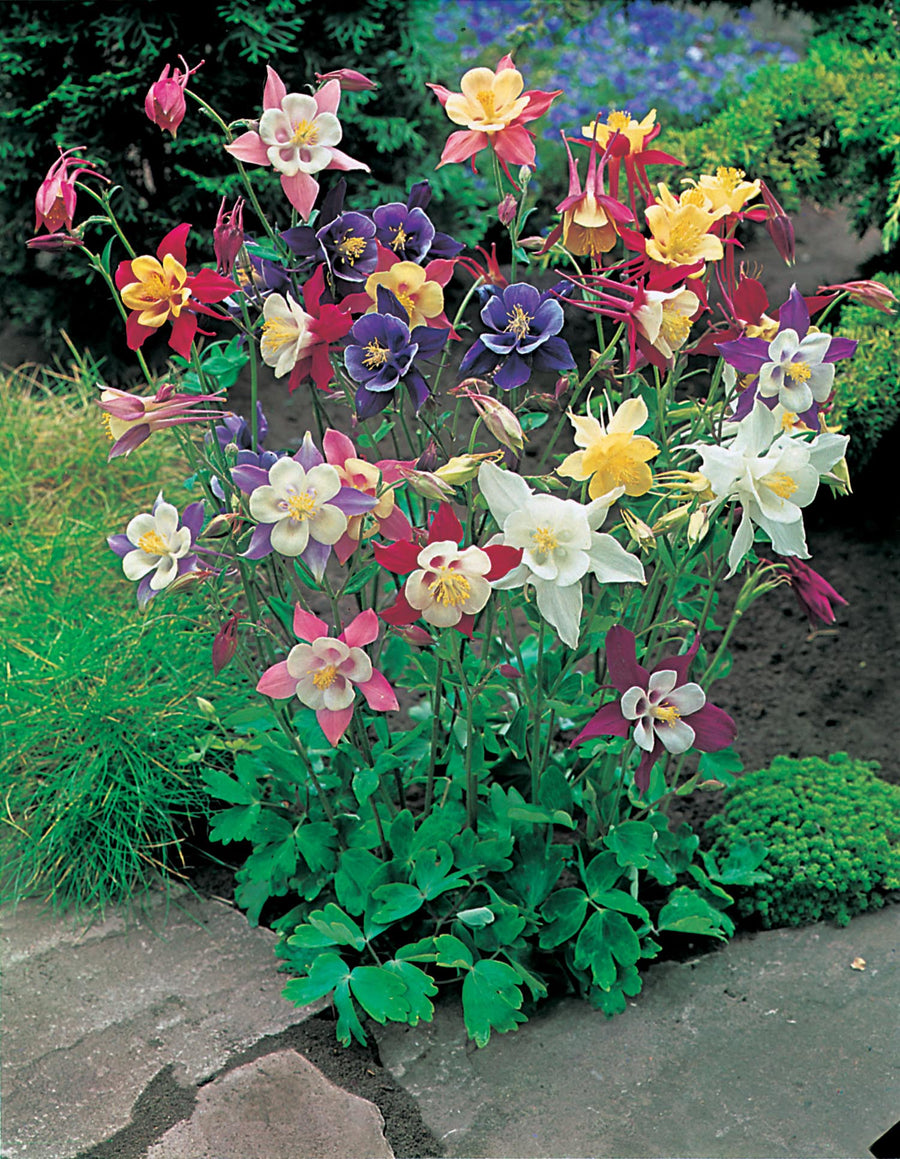 Aquilegia Mckana Giant Mixed Seeds