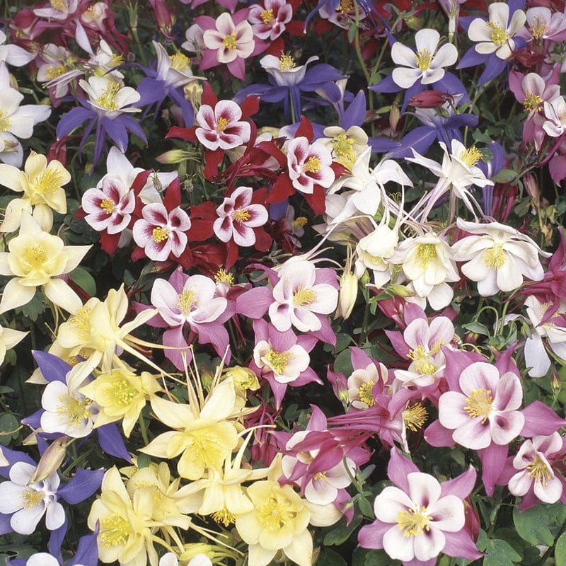 Aquilegia Swan Mixed F1