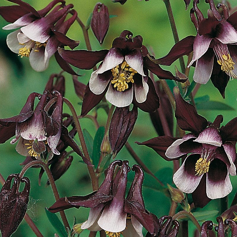 Aquilegia William Guinness