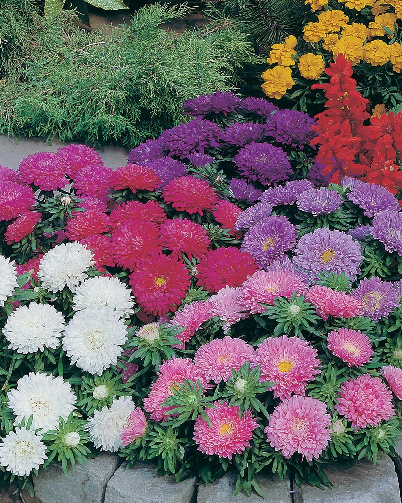 Aster Colour Carpet Mixed Seeds