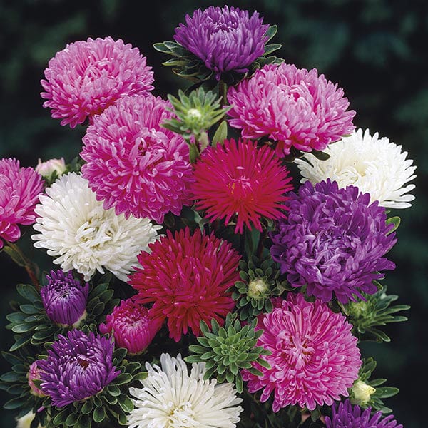 Aster Matador Mixed