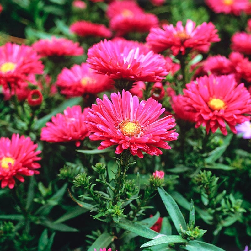 Aster (Symphyotrichum) novi-belgii Jenny