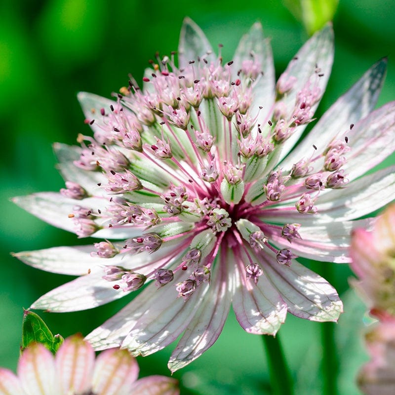 Astrantia major Gracilis