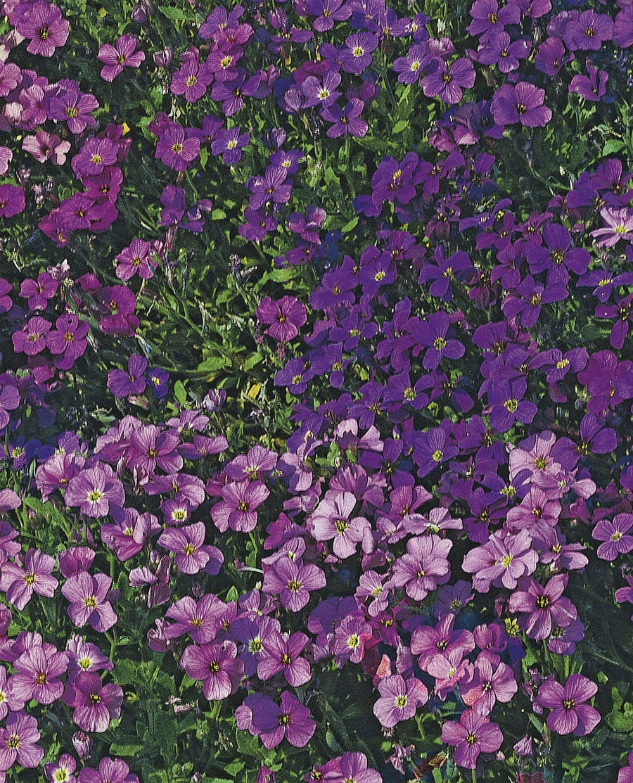 Aubrieta Cascade Mixed Seeds