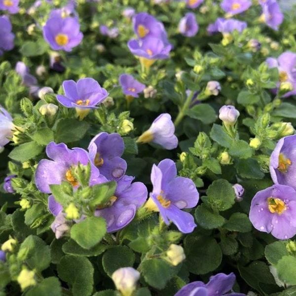 Bacopa Blue Plants