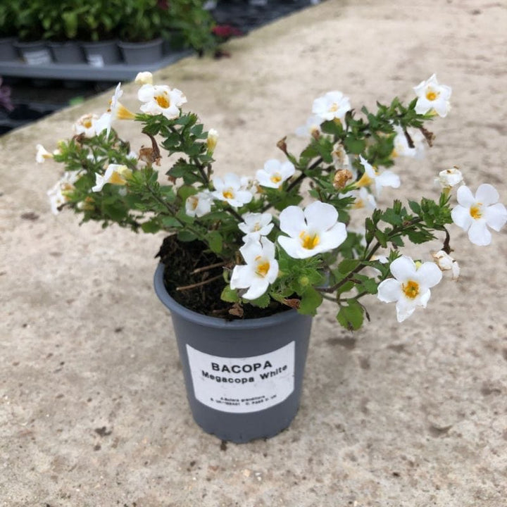 Bacopa MegaCopa White