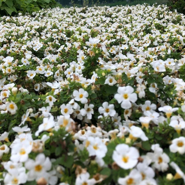 Bacopa MegaCopa White