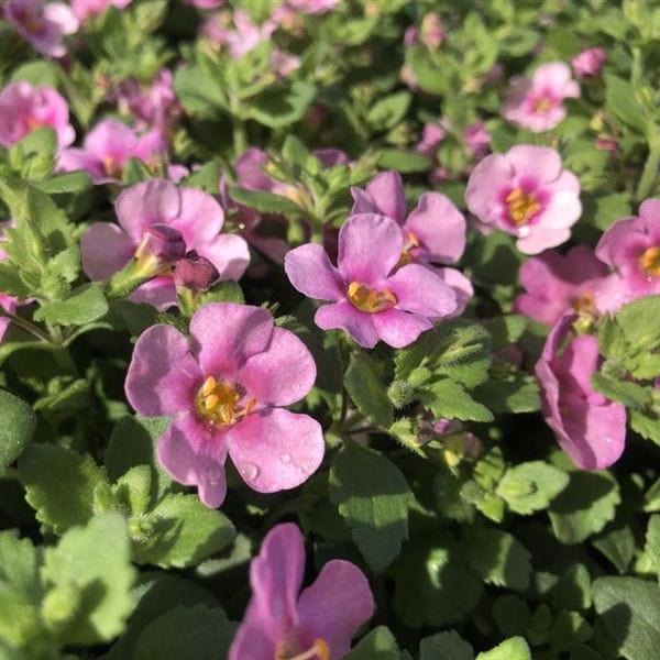 Bacopa Pink Plants