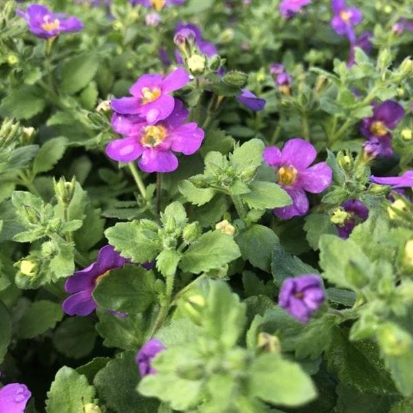 Bacopa Purple Plants
