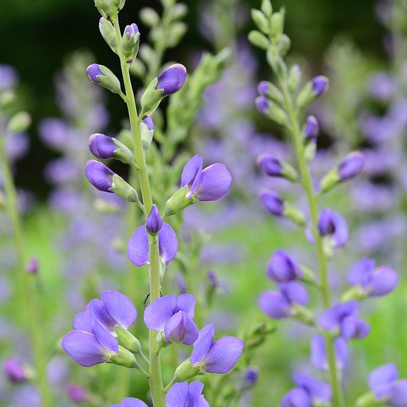 Baptisia australis