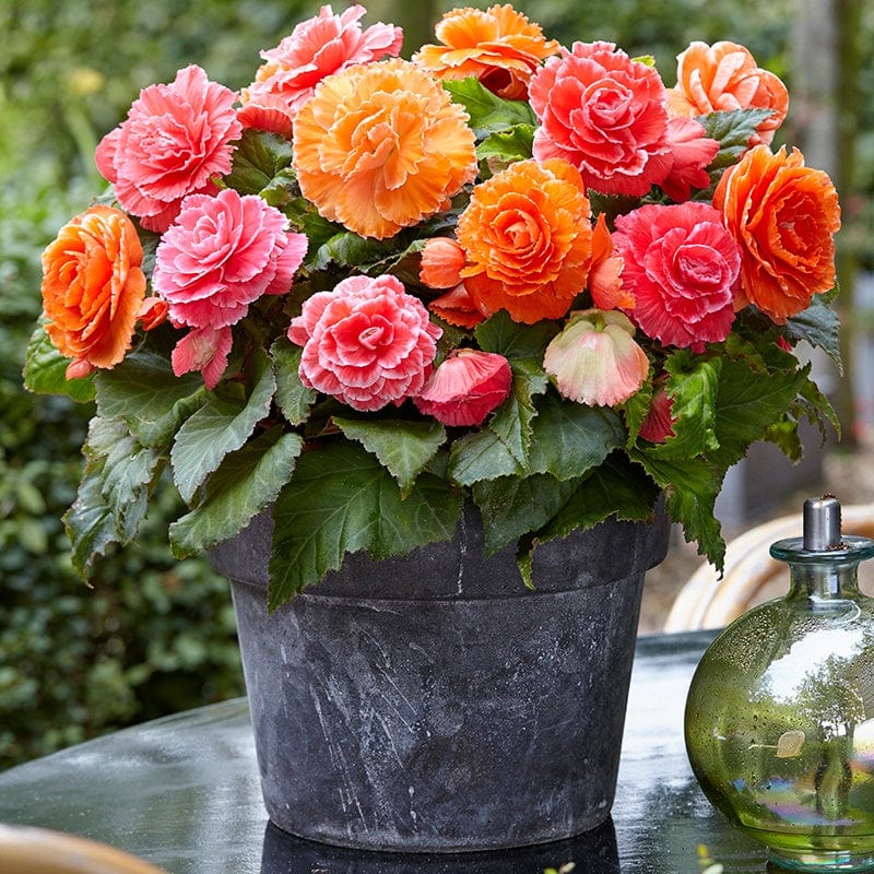 Begonia Amerihybrid Lace Apricot