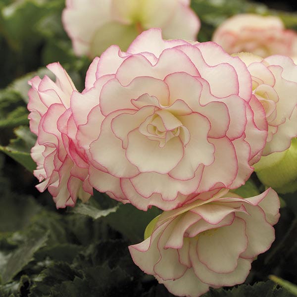 Begonia Amerihybrid Picotee Pink Halo