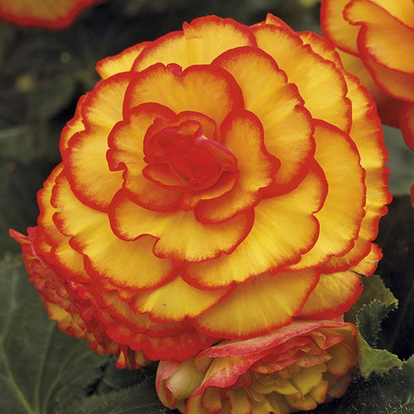 Begonia Amerihybrid Picotee Sun Glow