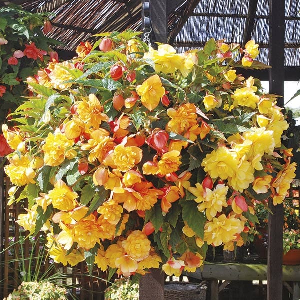 Begonia Illumination Apricot Shades F1