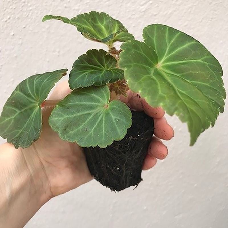 Begonia Illumination Lemon F1