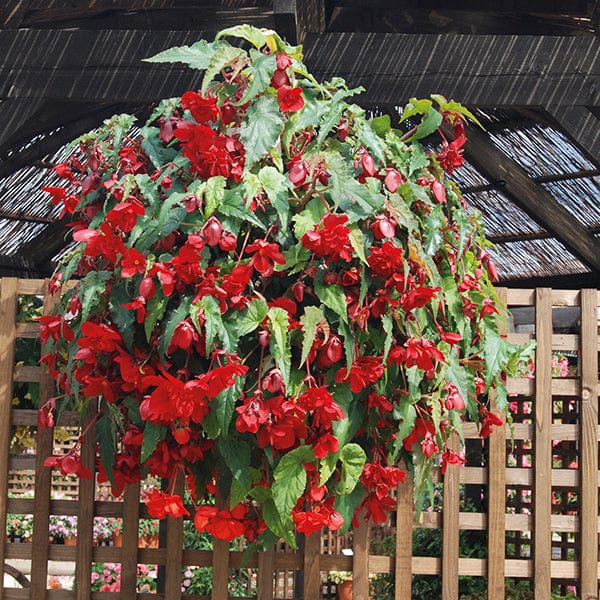 Begonia Illumination Scarlet F1