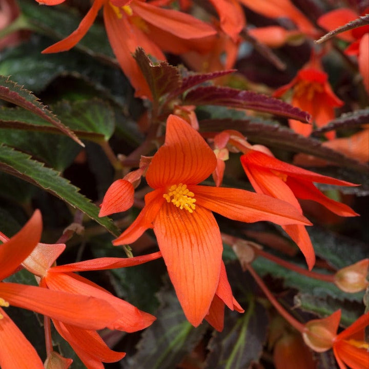 Begonia Starshine Bronze Papaya