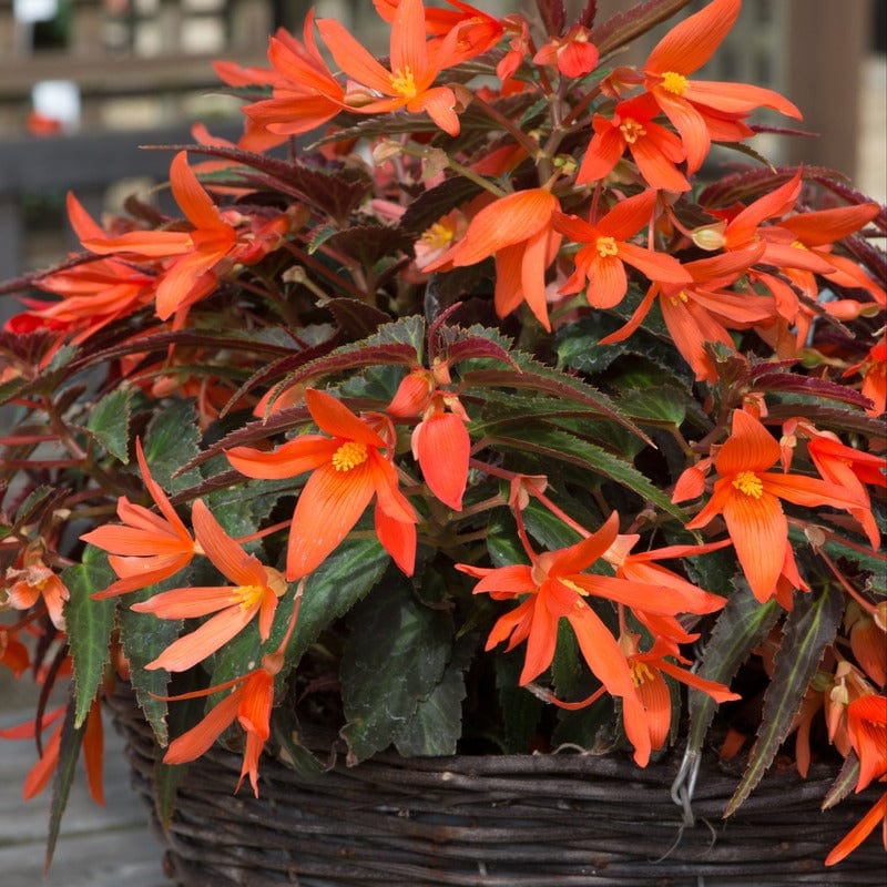 Begonia Starshine Bronze Papaya