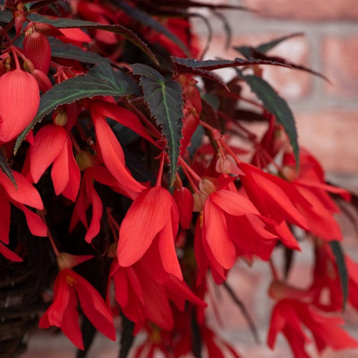 Begonia Starshine Bronze Red