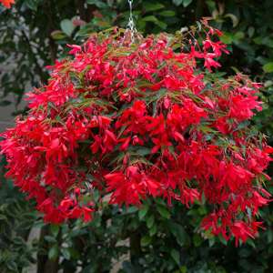 Begonia Starshine Bronze Red Plants