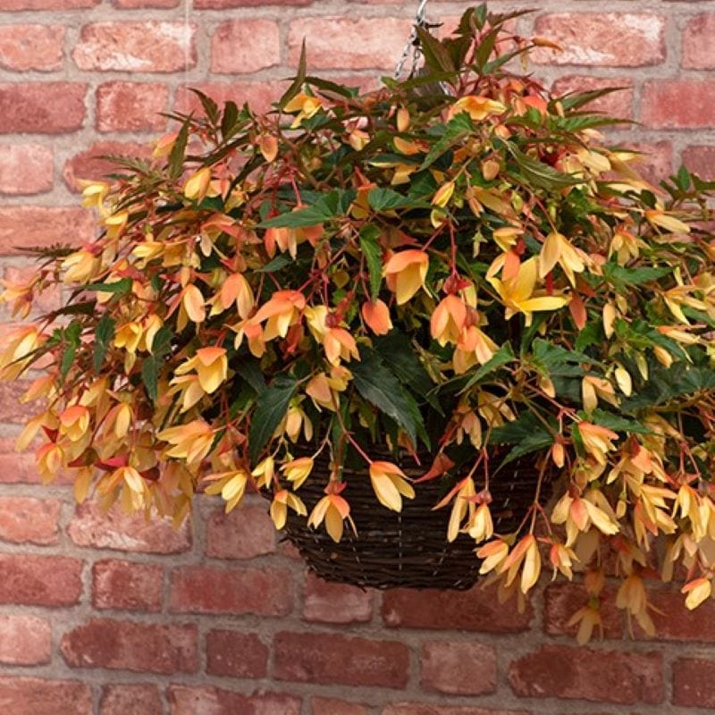 Begonia Starshine Calypso Plants