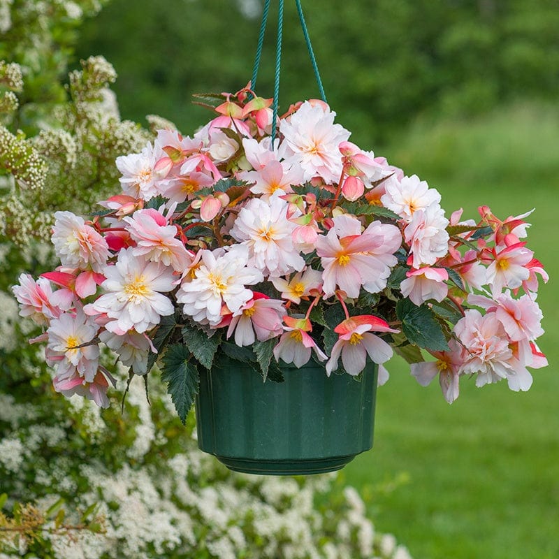 Begonia Sweet Spice Appleblossom