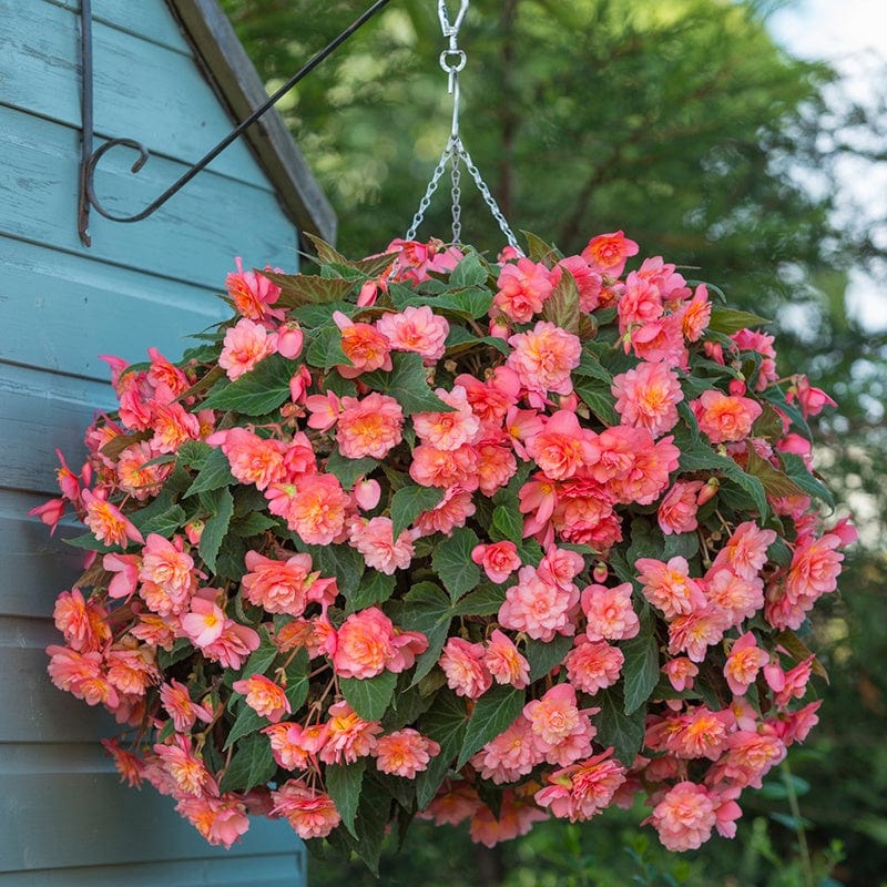 Begonia Sweet Spice Bounty