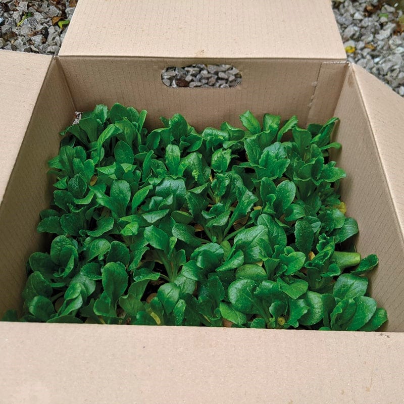 Bellis Bellisima Mixed Flower Plants