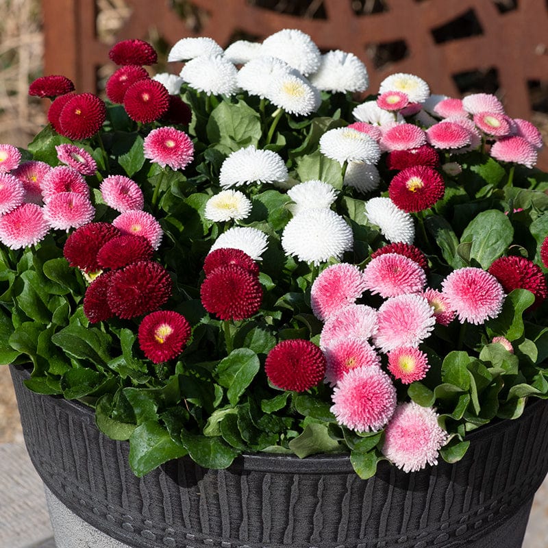 Bellis Bellisima Mixed Flower Plants