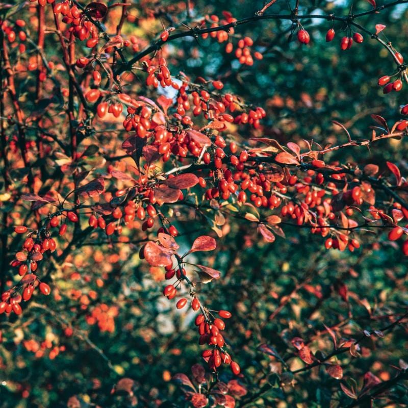 Berberis thunbergii Atropurpurea Shrub Plants