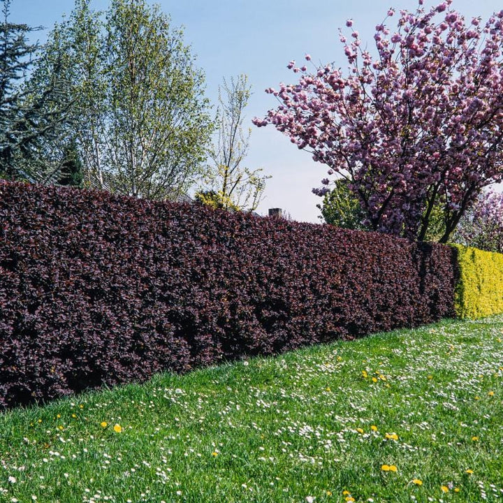 Berberis thunbergii Atropurpurea Shrub Plants