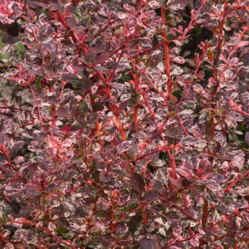 Berberis thunbergii Flamingo Shrub Plants