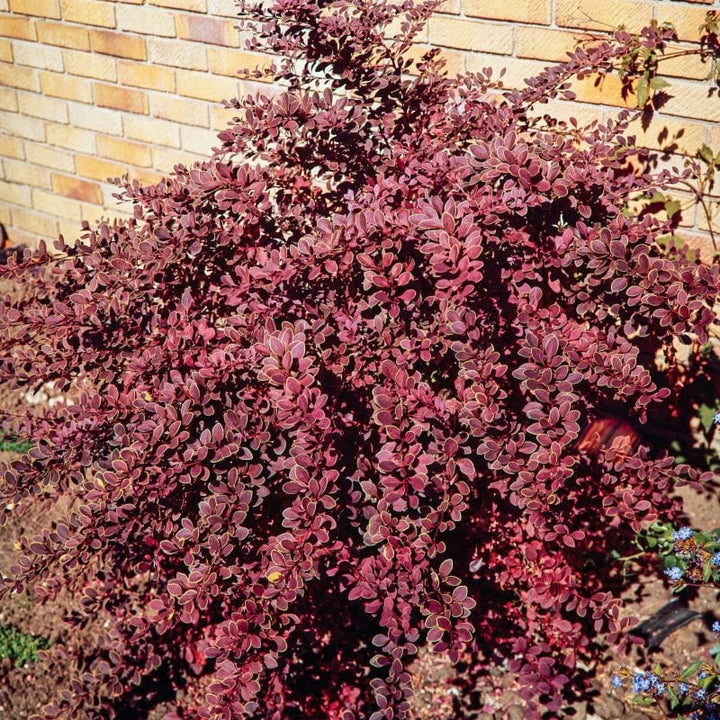 Berberis thunbergii Golden Ring Shrub Plants