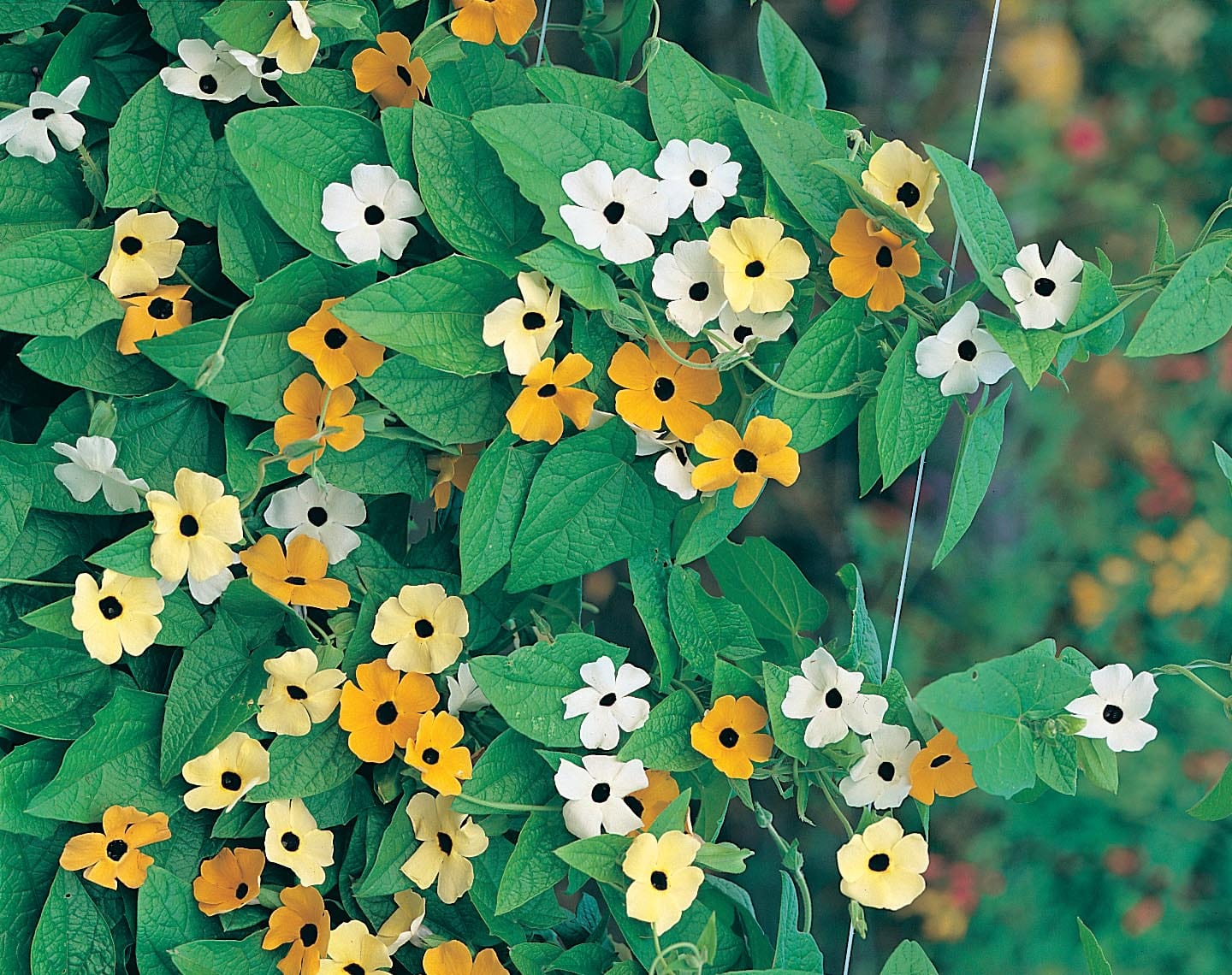 Black Eyed Susan Susie Mixed Seeds