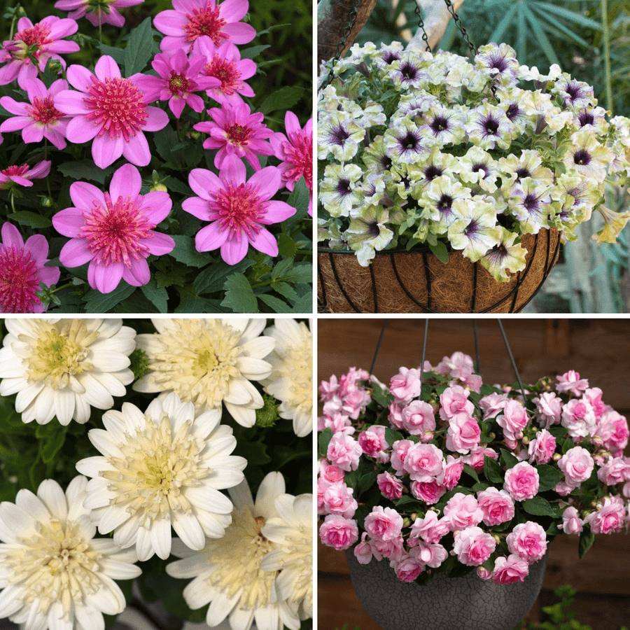 Blush & Bloom Young Plant Flower Collection