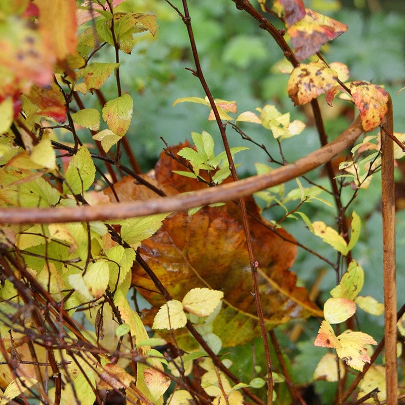 Border Plant Supports in Rust