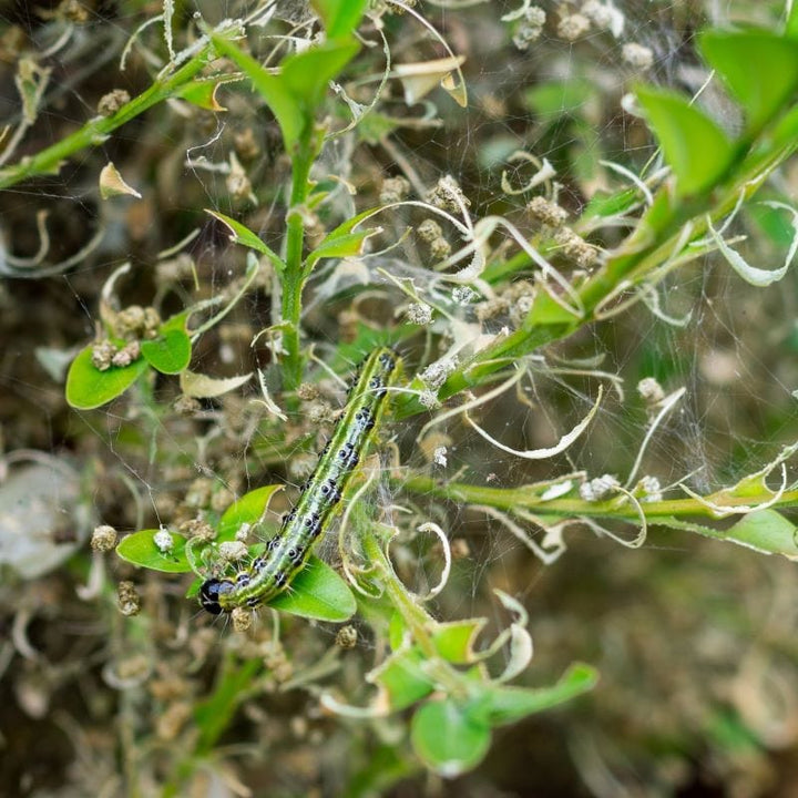 Box Moth Caterpillar Control Nematodes 30sqm x 2 (2 sachets)