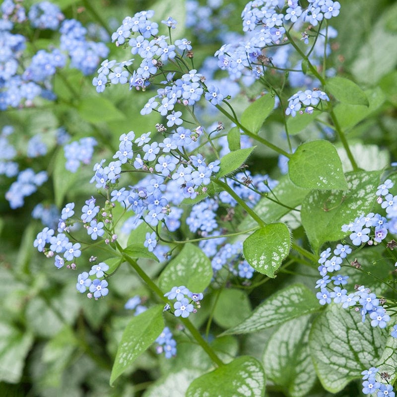 Brunnera Jack Frost AGM