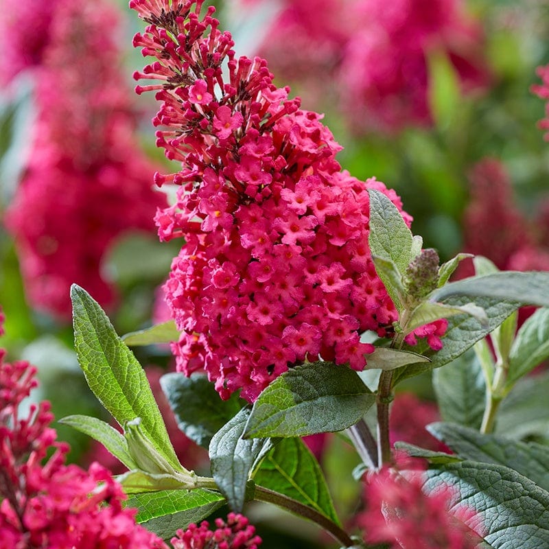 Buddleja Butterfly Candy Little Ruby Shrub