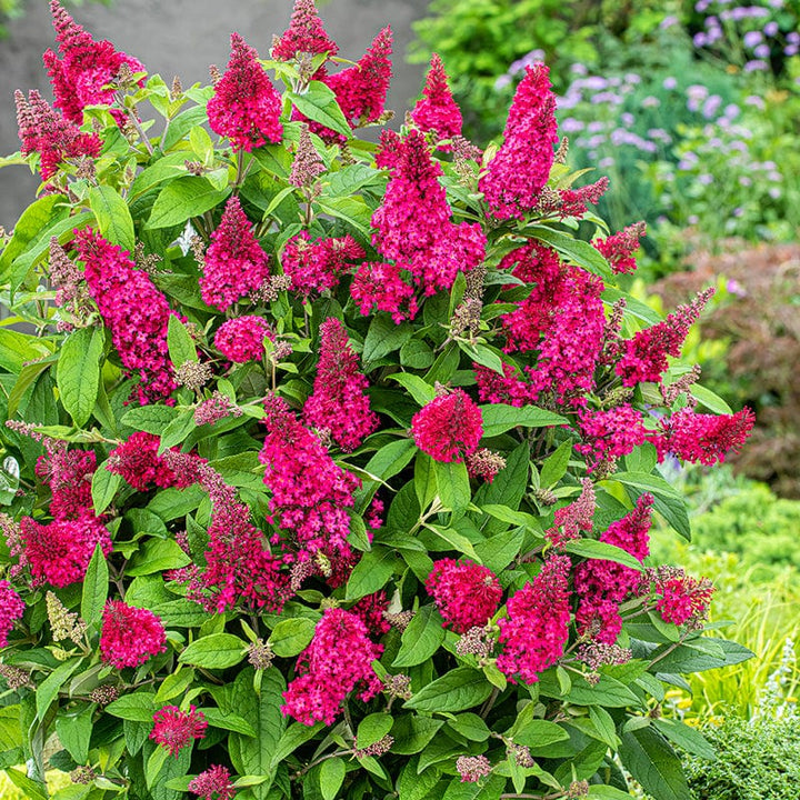 Buddleja Butterfly Candy Little Ruby Shrub