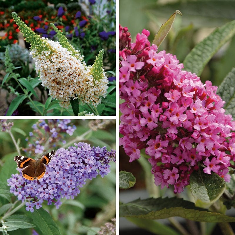 Buddleja Buzz Collection