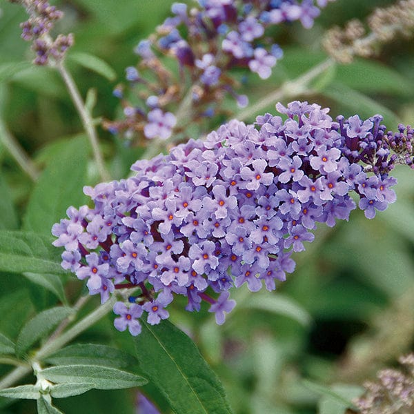 Buddleja Buzz Collection