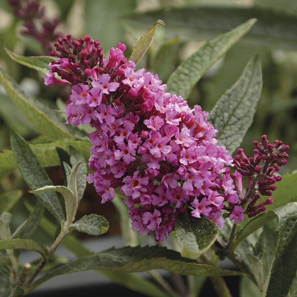 Buddleja Buzz Collection