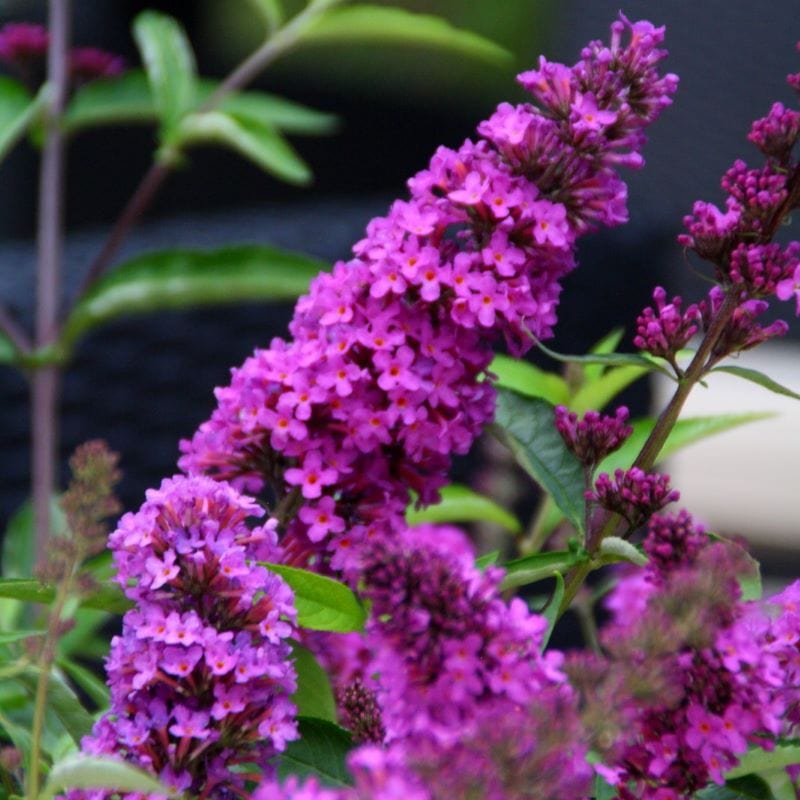 Buddleja davidii Tutti Frutti Shrub Plants