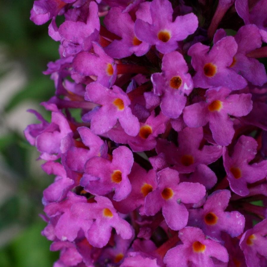 Buddleja davidii Tutti Frutti Shrub Plants