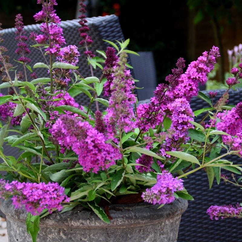 Buddleja davidii Tutti Frutti Shrub Plants