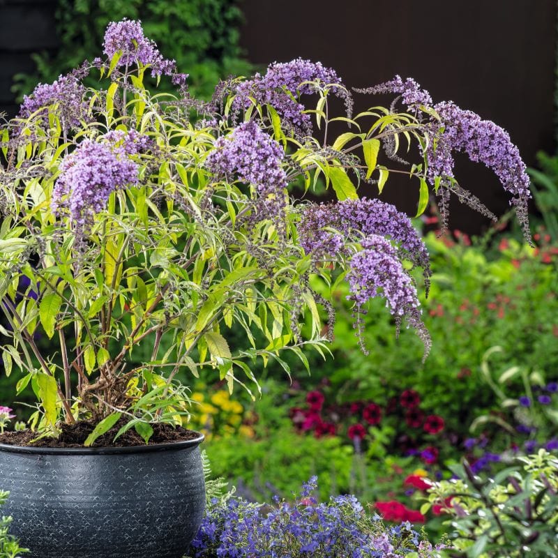 Buddleja davidii Wisteria Lane Shrub Plants