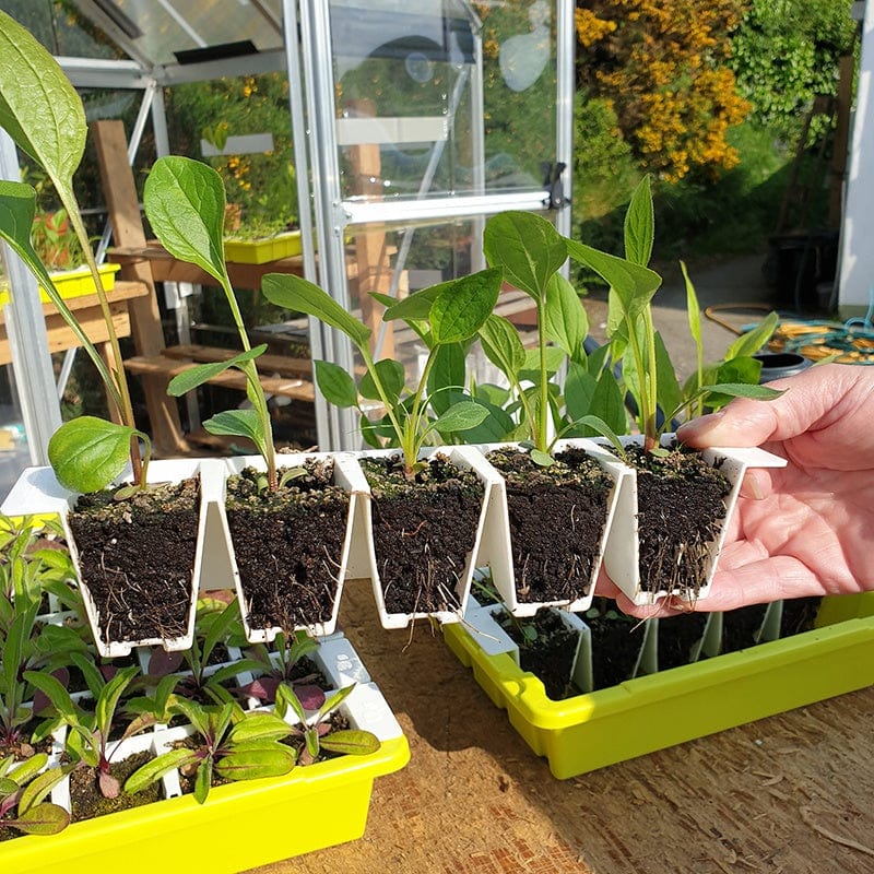 Bustaseed Propagation Tray